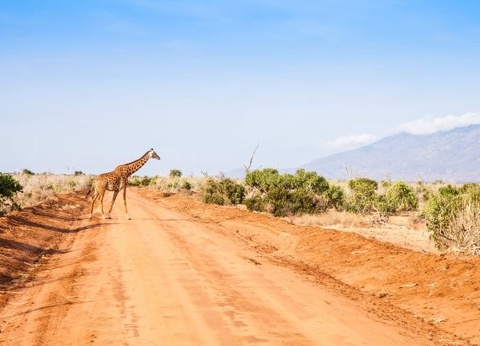 Circuit Safari au coeur des grands parcs du Kenya - 32