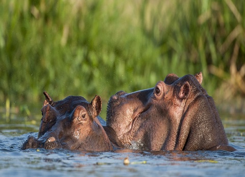 Circuit Safari Express, lacs et savane du Kenya - 17