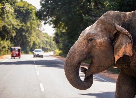 Circuit Secrets du Sri Lanka en petit groupe : culture, plages sauvages et safari 4* - 8