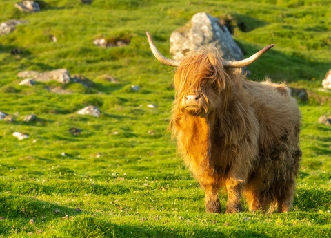 Circuit Terres sauvages des îles Féroé - 10