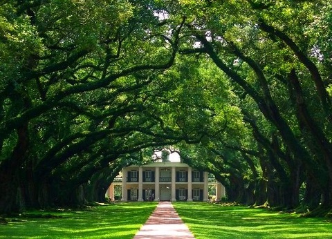 Circuit Coeur de Louisiane, entre Bayous et Plantations - 15