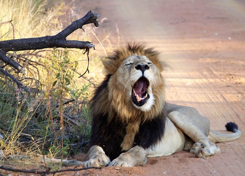 Balade sud-africaine - 9