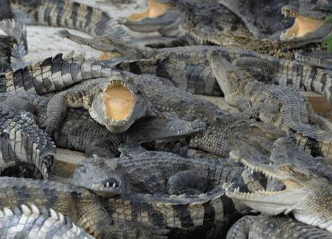 Circuit Lotus du Cambodge et plage à Koh Rong Sanloem 4* - 15