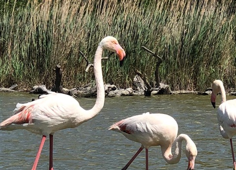 Camping Parc des Fontanettes, 4* - 33