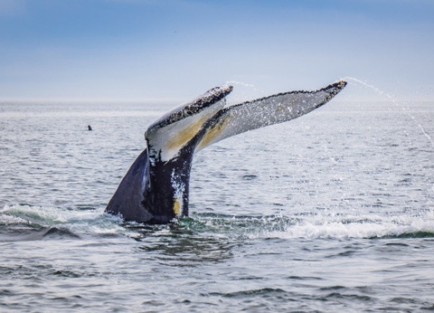 Circuit Au coeur de l'est canadien enchanteur (petit groupe) - 17