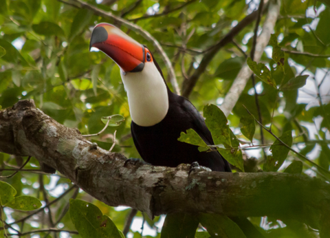 Circuit Brésil, Entre Samba et Caïpirinha - 4