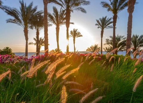 Hôtel Grand Rotana Resort & Spa 5* - 17