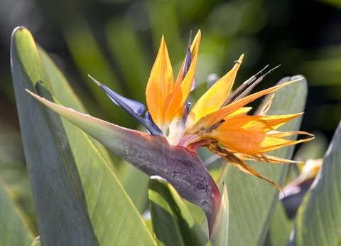 Circuit Tour Canario 4* - 12