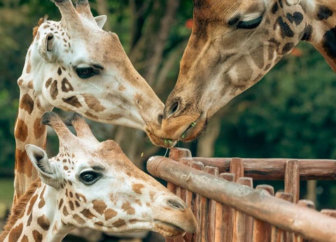 Aventurez-vous au ZooSafari de Thoiry le temps d'un week-end - 4* - 19