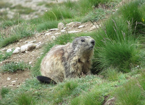 Camping La Ribière, 3* - 16