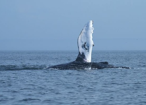 Splendeurs du Canada 12J/10N - 2026 - 13