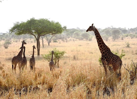 Safari Privatif - En Terre Sauvage - 7