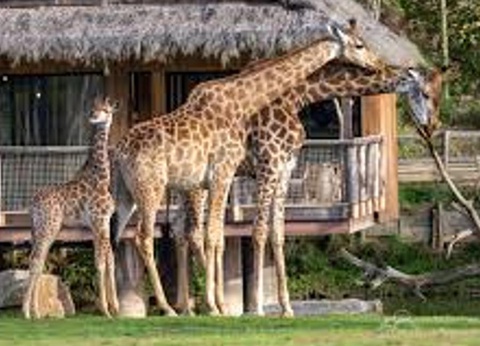 Camping L'Abri des Pins, 4* - 234