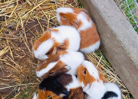 Camping L'Etang du Pays Blanc, 4* - 42