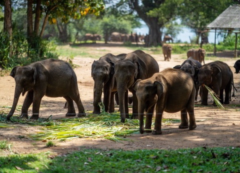 Circuit Splendeurs Insolites de Ceylan - 20