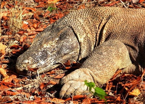 Circuit Iles et Volcans d'Indonésie - 28