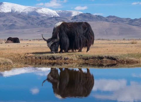 Circuit Immersion en Mongolie - Festival du Feutre et Yak - 10J/7N - 2