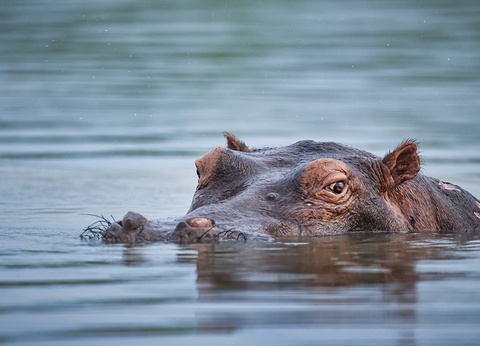 Circuit Safari Kilimandjaro 4* - 8