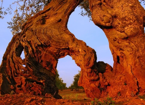 Autotour Les Pouilles : escales bucoliques et gourmandes 8 jours / 7 nuits - De Bari A Bari - 7