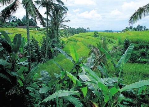 Circuit Merveilles de Bali - 14