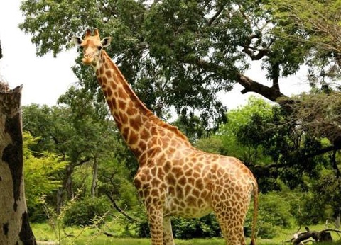 Circuit Beautés du Sénégal et balade avec les lions de Fathala - 7