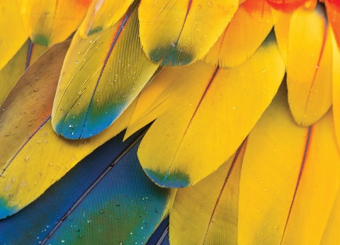 Circuit Costa Rica authentique : trek entre forêts et volcans - 4