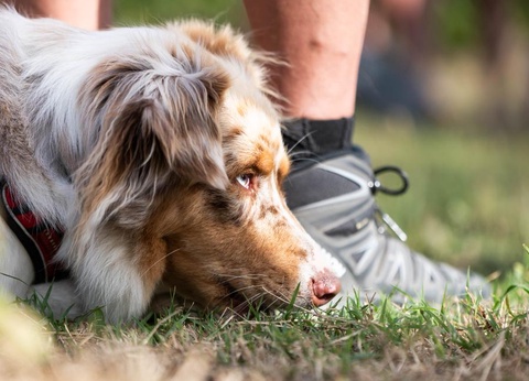 Camping Sites et Paysages - L'Etang de Brissac, 4* - 44