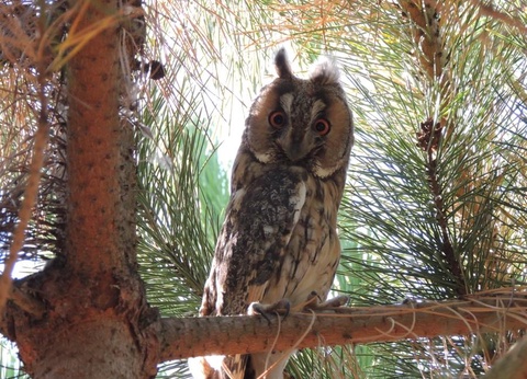 Les Chalets d'Auvergne, 4* - 32
