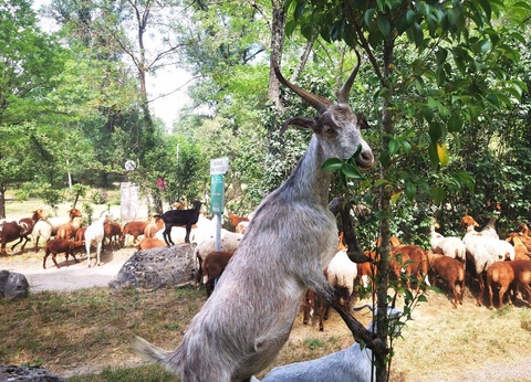 Camping Le Coin Charmant, 3* - 59