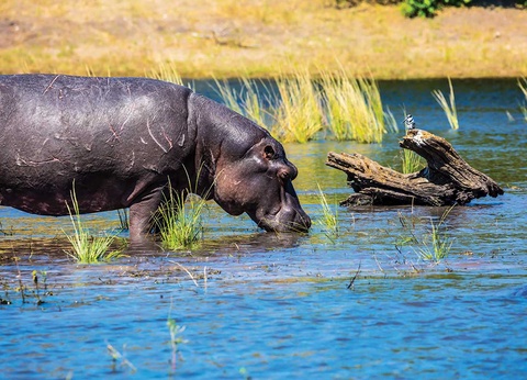 Circuit Inoubliable Botswana - 15