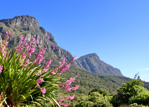 Circuit Du Parc Kruger au Cap de Bonne Espérance - 32