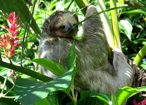 Circuit Découverte et aventure au Costa Rica - 9