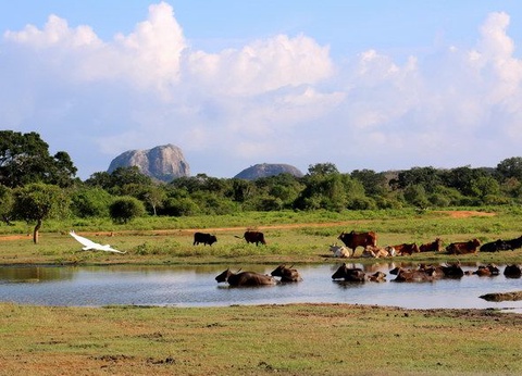 Circuit Ceylan Bonheur - 16