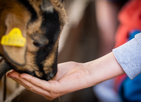 Camping Ferme Pédagogique de Prunay 4* - 9