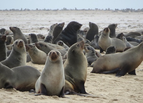 Circuit Du Royaume des Animaux aux Sables du Kalahari **Version 2026** - 11