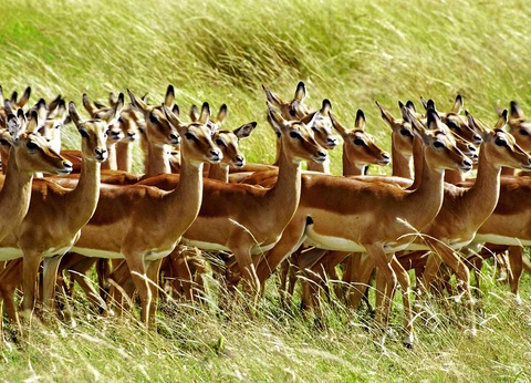 Circuit L'essentiel du Kenya en 4 x 4 - 4