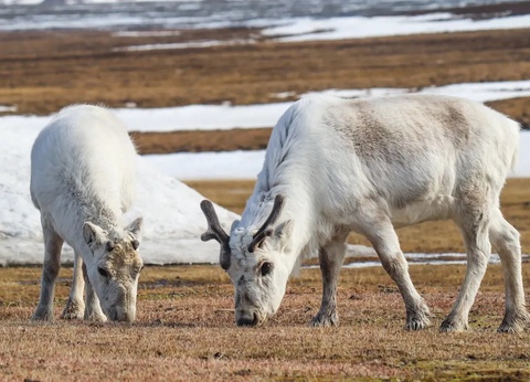 Circuit Spitzberg, voyage au-delà du cercle polaire - 14