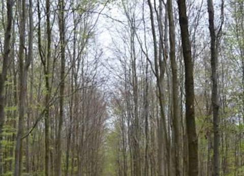 Camping Aux Cygnes d'Opale, 3* - 40