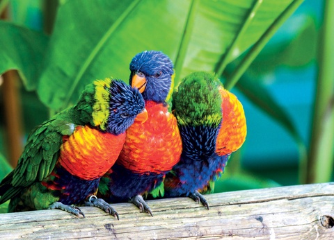 Les Antilles, la Caraïbe Française - 4