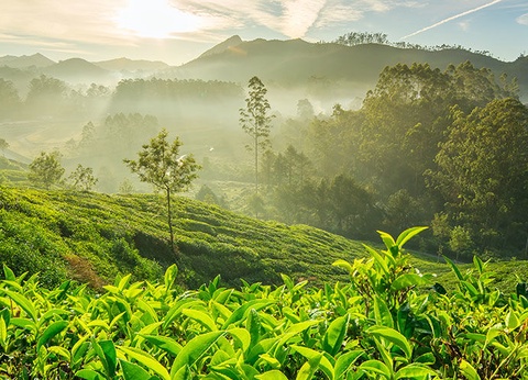 Circuit Les Incontournables du Sri Lanka et Extension Anantaya Resort & Spa 5*nl - 15