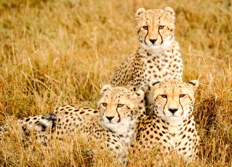 Combiné hôtel Club Jumbo Reef et Beach Resort 4* et Safari 2 nuits - 3