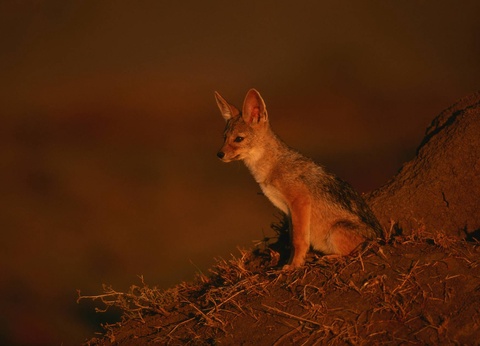 Circuit L'âme sauvage : voyage entre Kenya et Tanzanie - 13