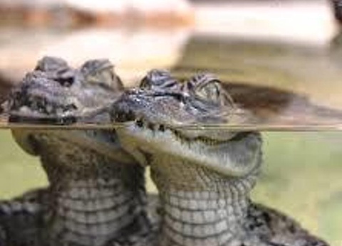 Camping Ushuaia Villages L'Oasis, 5* - 56