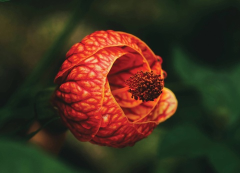 Circuit Costa Rica, terre d'émeraude et de saphir - 2