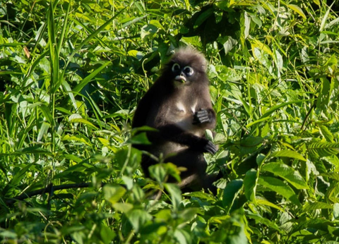 Circuit Du Parc National de Khao Sok aux Sables de Khao Lak - 41