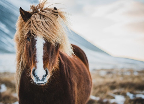 Circuit Toute l'Islande, terre des sagas 3* - 14