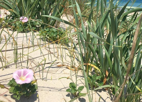 Camping Village Torre Rinalda, 4* - 59