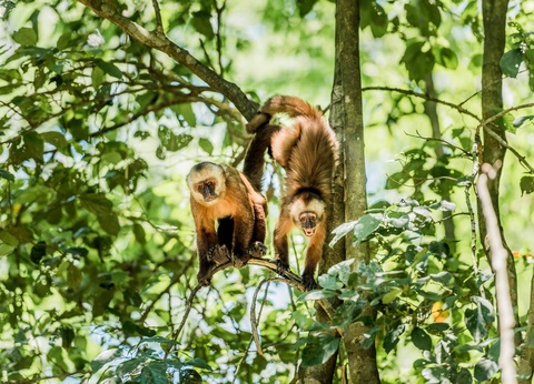 Circuit Des rives du lac Titicaca à l'Amazonie - 3
