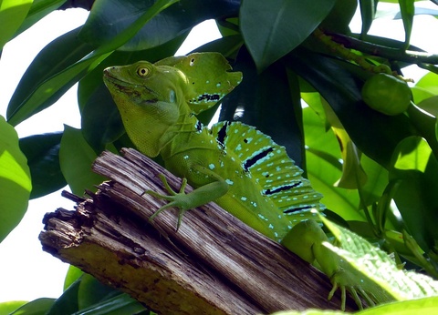 Circuit entre Jungles et Forêts du Costa Rica + extension Playa Samara - 25