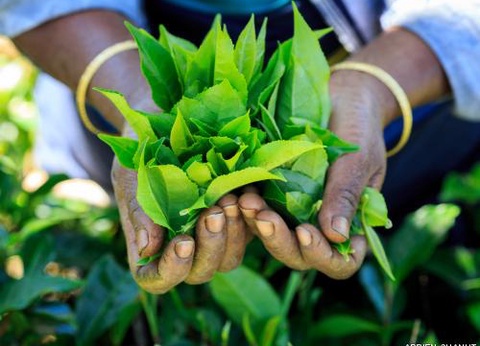 Circuit Merveilles du Sri Lanka 3* - 3